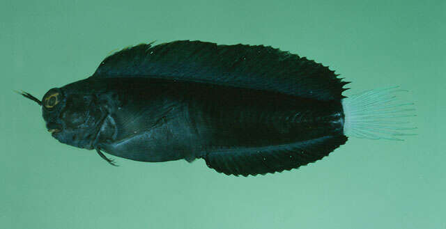 Image of Smooth-fin blenny