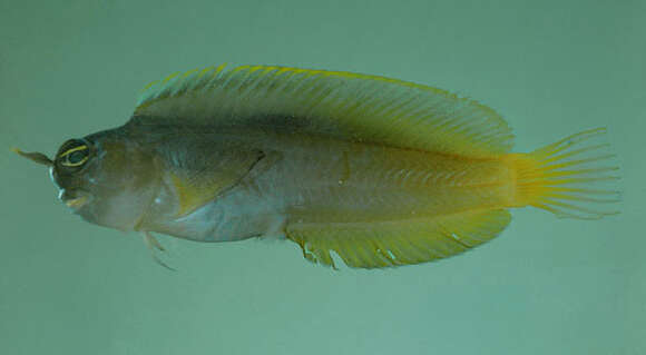 Image of Smooth-fin blenny