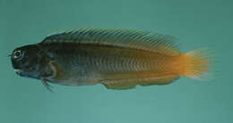 Image of Smooth-fin blenny