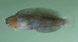 Image of Smooth-fin blenny