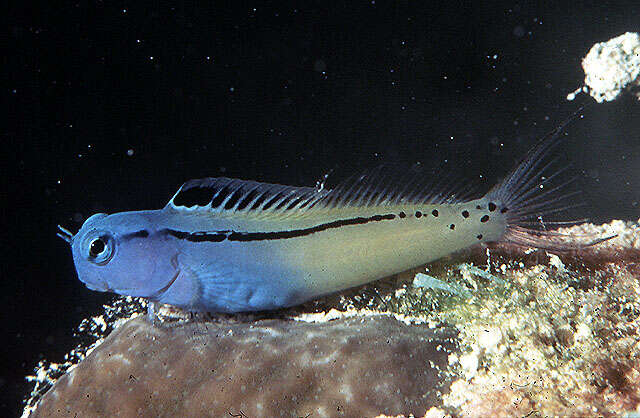 Image of Red Sea Mimic Blenny