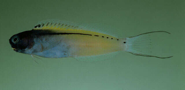 Image of Red Sea Mimic Blenny