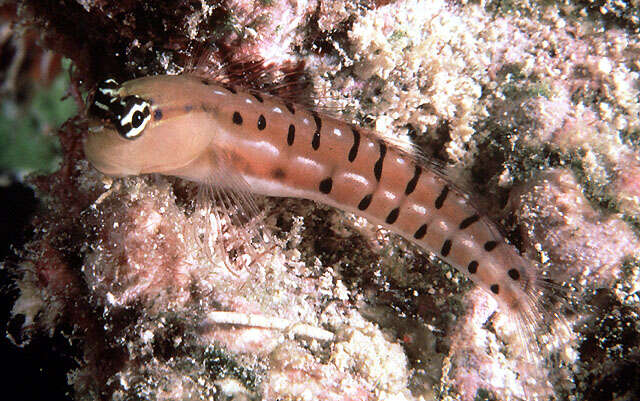 Image of Tiger blenny