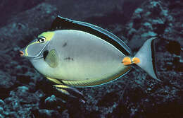 Image of Barcheek Unicornfish