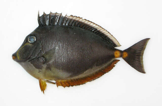 Image of Barcheek Unicornfish