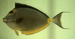 Image of Barcheek Unicornfish