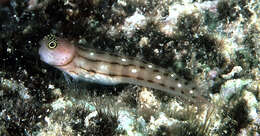 Image of Three-lined Blenny