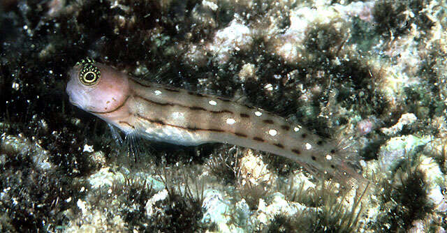 Image of Three-lined Blenny