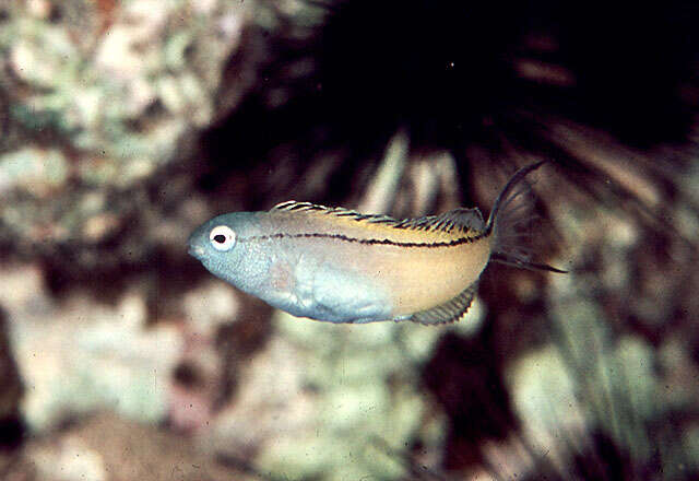 Image of Blackline Fangblenny