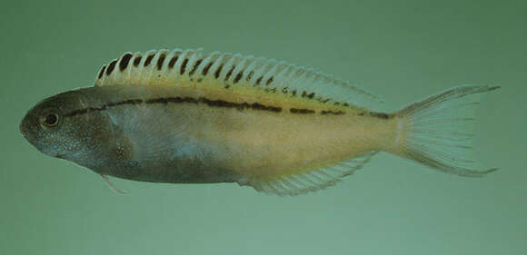 Image of Blackline Fangblenny