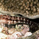 Image of Talbot's Blenny