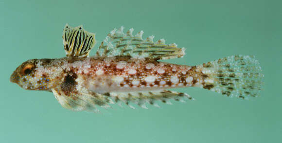 Image of Morrison's dragonet