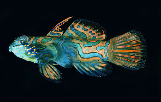 Image of Mandarinfish