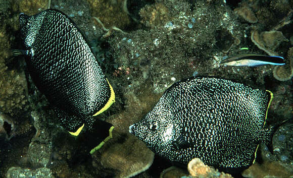 Image of Wrought Iron Butterflyfish