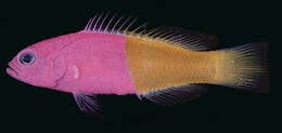 Image of Bicolor cichlops