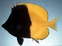 Image of Bicolored butterflyfish