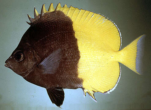 Image of Bicolored butterflyfish