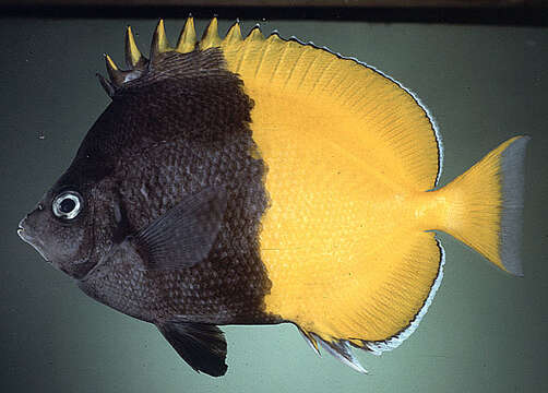 Image of Bicolored butterflyfish