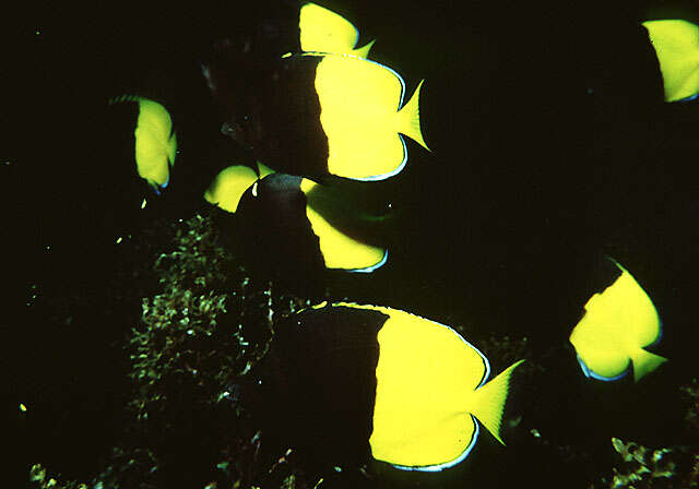 Image of Bicolored butterflyfish