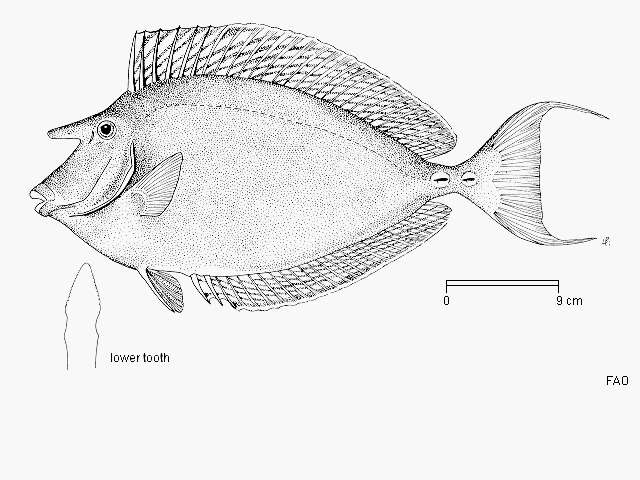 Image of Bluespine Unicornfish