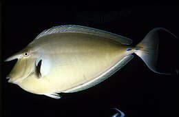 Image of Bluespine Unicornfish