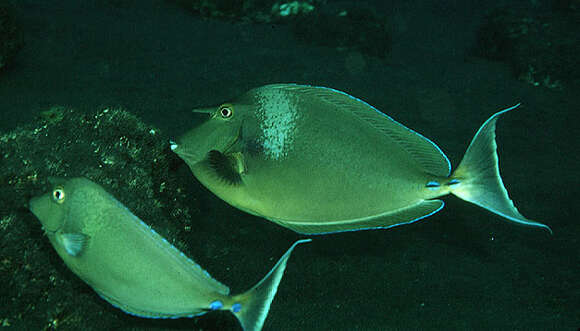 Image of Bluespine Unicornfish