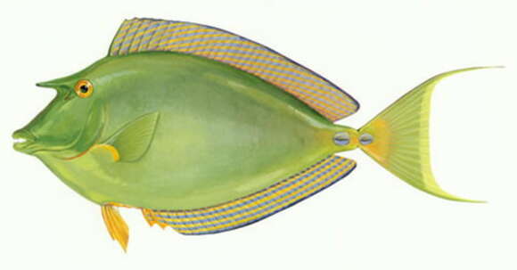 Image of Bluespine Unicornfish