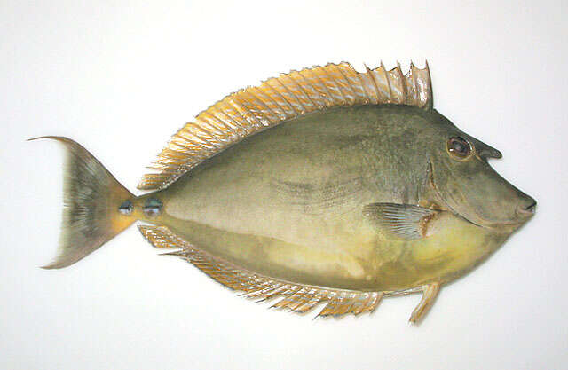 Image of Bluespine Unicornfish