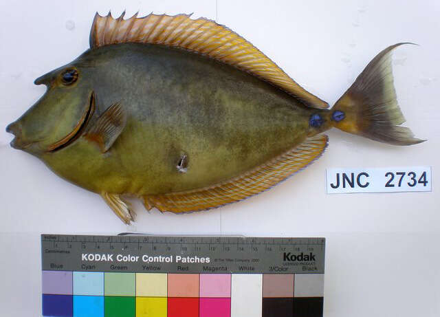 Image of Bluespine Unicornfish