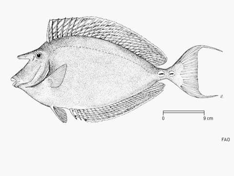 Image of Bluespine Unicornfish