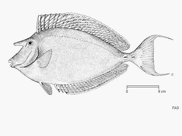 Image of Bluespine Unicornfish