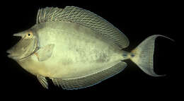 Image of Bluespine Unicornfish