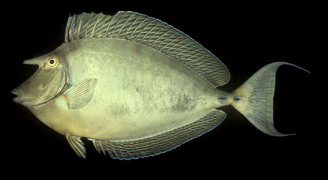 Image of Bluespine Unicornfish