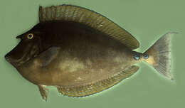 Image of Bluespine Unicornfish