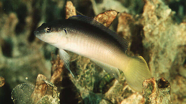 Image of Pale dottyback