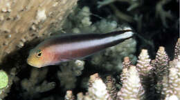 Image of Doublestriped dottyback