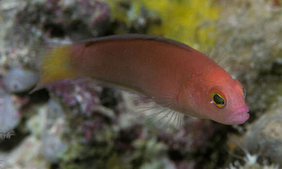 Image of Fine-scaled dottyback