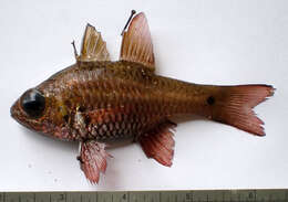 Image of Norfolk cardinalfish