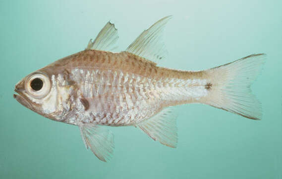 Image of Norfolk cardinalfish