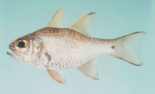 Image of Norfolk cardinalfish