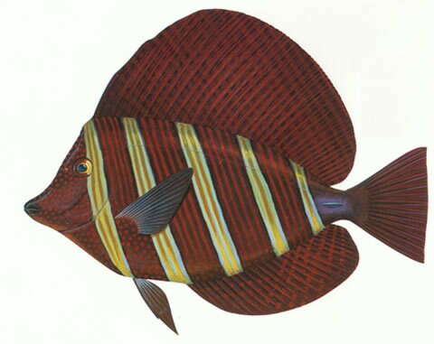 Слика од Zebrasoma veliferum (Bloch 1795)