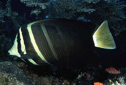 Слика од Zebrasoma veliferum (Bloch 1795)