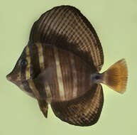 Слика од Zebrasoma veliferum (Bloch 1795)