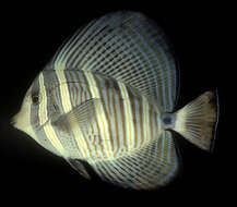 Слика од Zebrasoma veliferum (Bloch 1795)