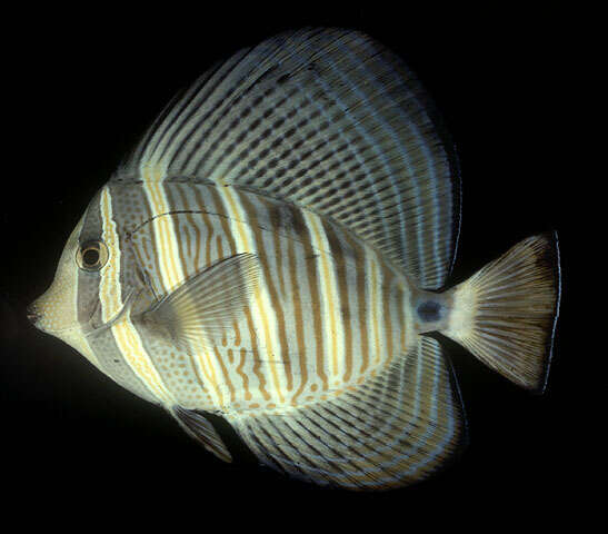 Слика од Zebrasoma veliferum (Bloch 1795)