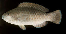 Image of Arabian parrotfish