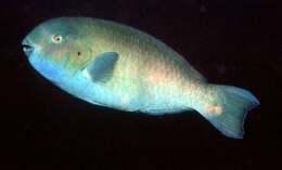 Image of Arabian parrotfish