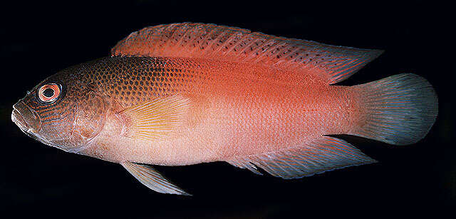 Image of Darkstriped dottyback