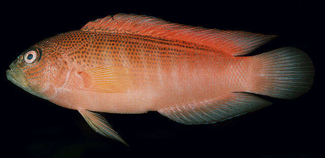 Image of Darkstriped dottyback