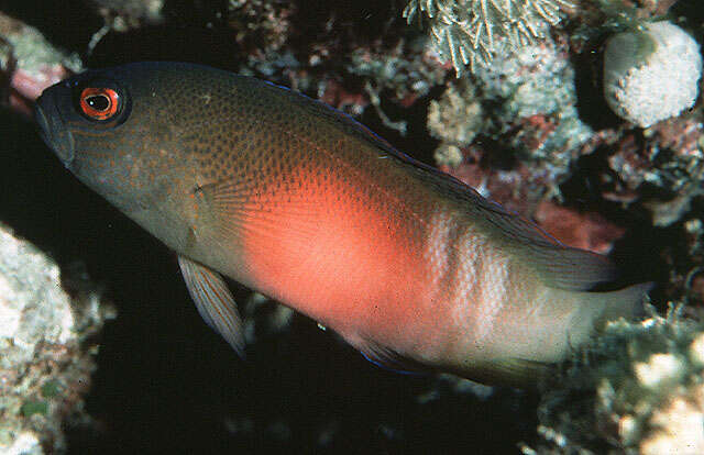 Image of Darkstriped dottyback